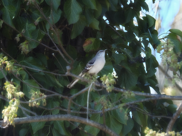 Mockingbird in Ivy