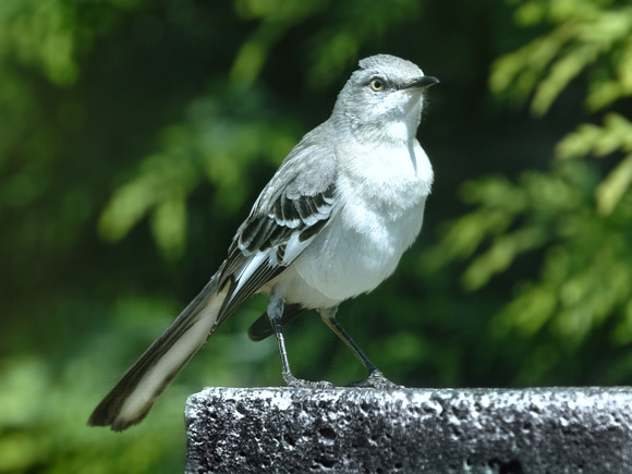 A Mockingbird Pose II