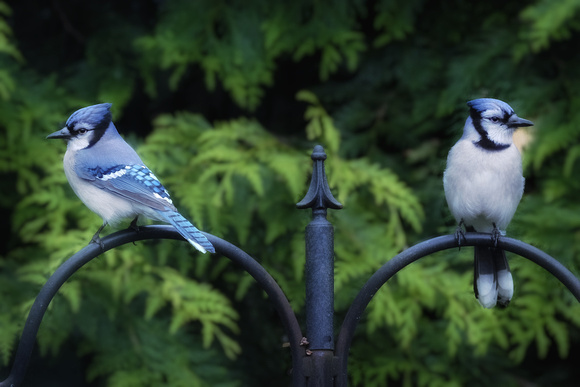 A Pair of Jays