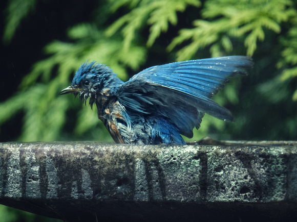 A Bluebird Soaks His Wings