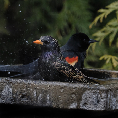 Starling Soaks with a Redwing Blackbird
