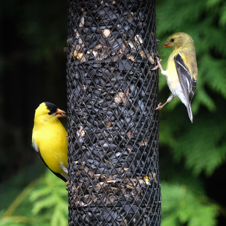 Mated Goldfinches