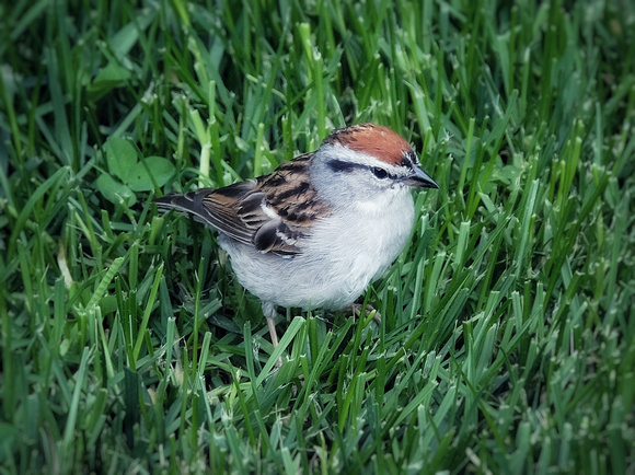 Grass Hopping Chipping Sparrow