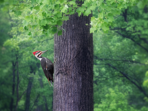 A Pileated Journeys Up II