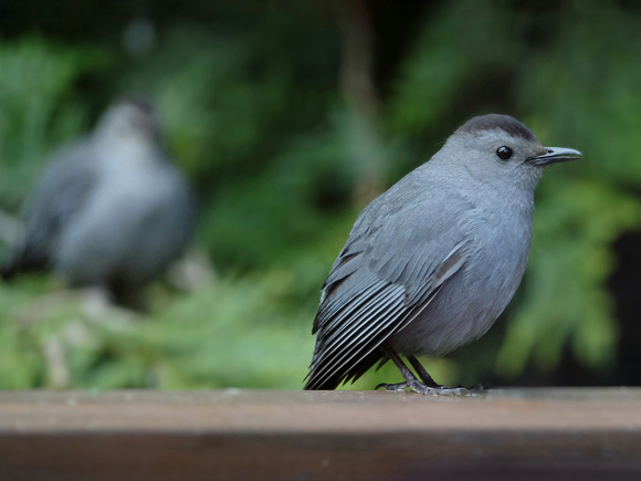 Arrival of the Catbirds