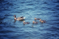 Mom and Her Ducklings