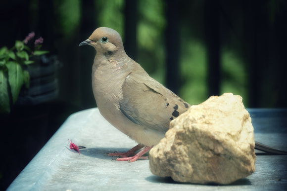 The Rock and the Dove
