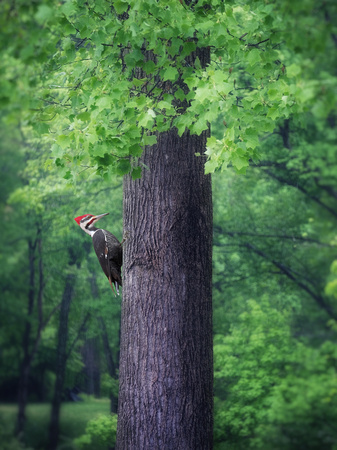 A Pileated Journeys Up