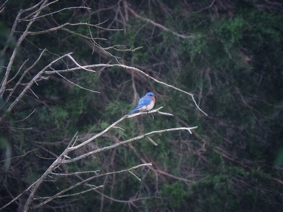 Bluebird All Alone