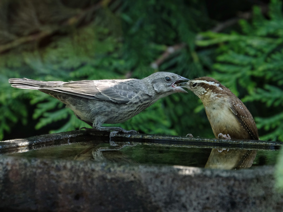 Cross-Species Feeding (Cowbirds are brood parasites)