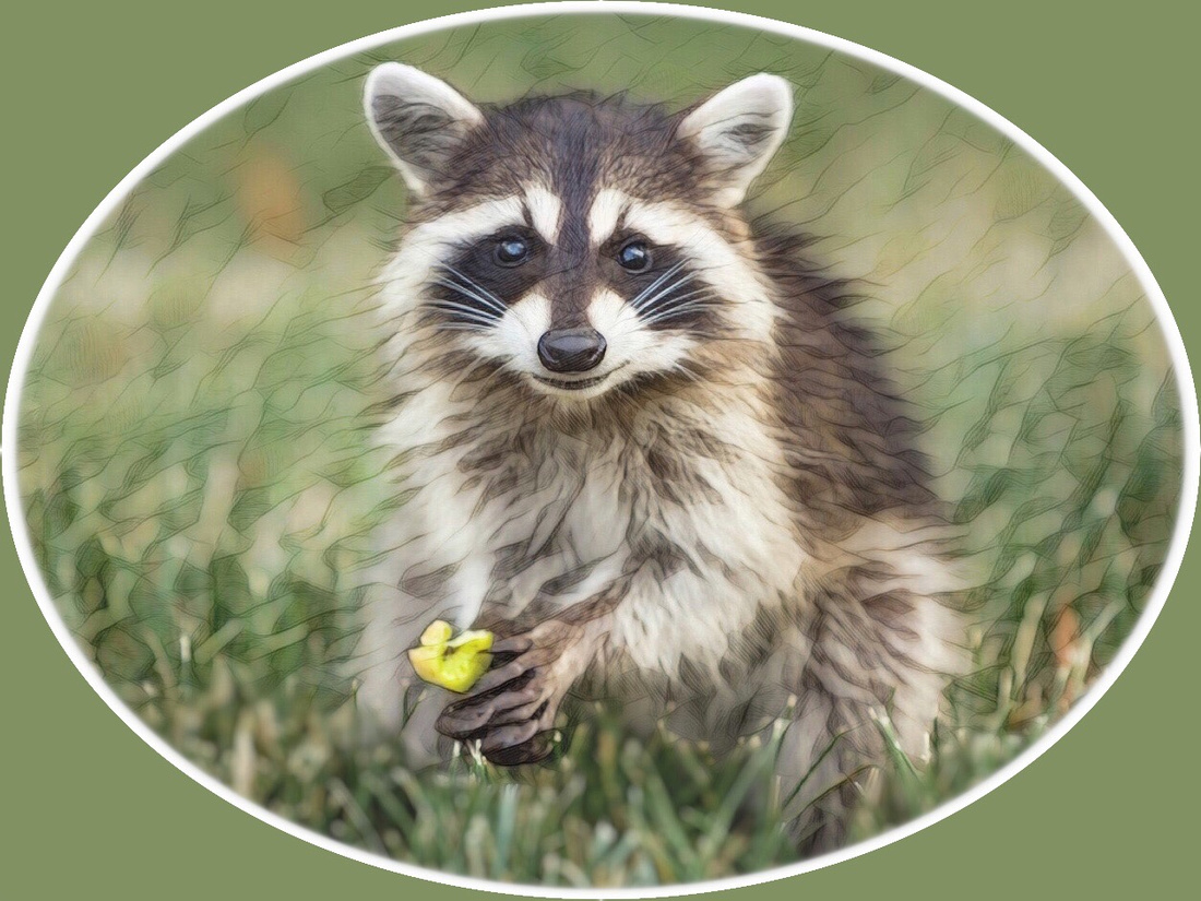 Young Raccoon