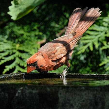 A Cardinal Dip