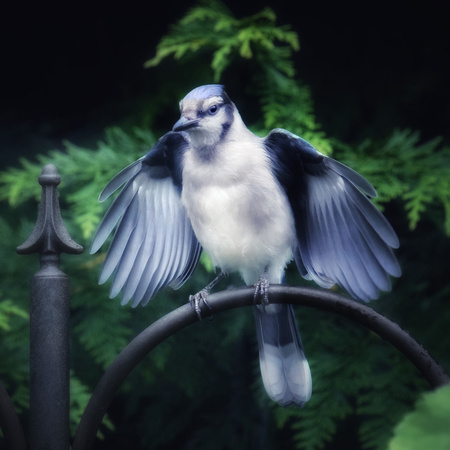 Wings of the Blue Jay