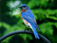 The Beautiful Bluebird