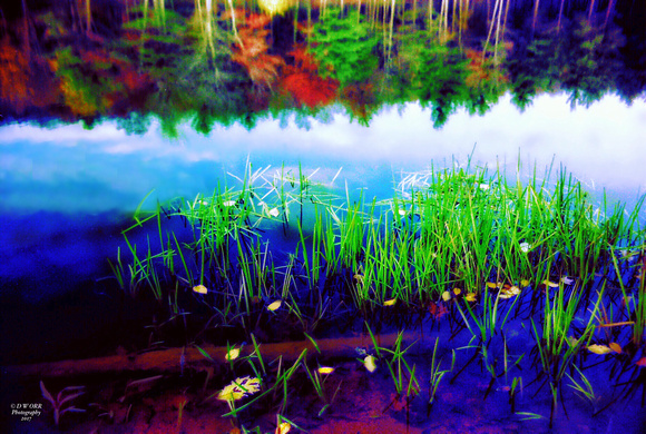 Autumn Pond Reflections