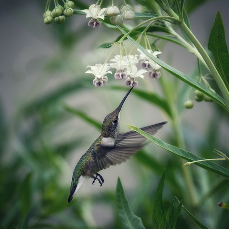 Hummingbird On Milkweed