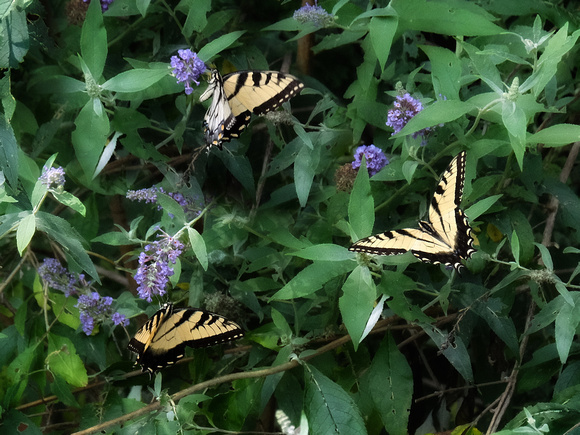 Butterfly Bush Friends