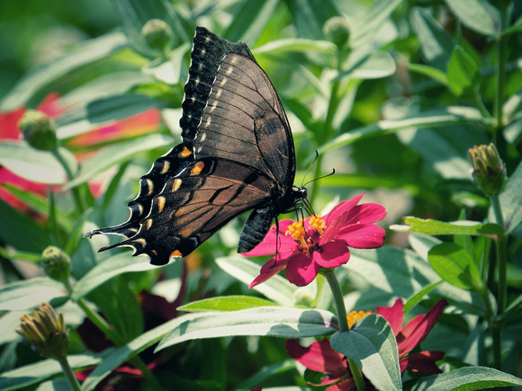 Swallowtail Dark Beauty