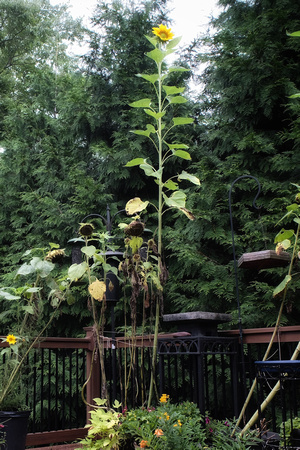 The Towering Sunflower (10’)