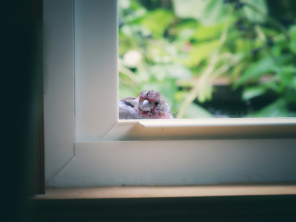 Window Peeping