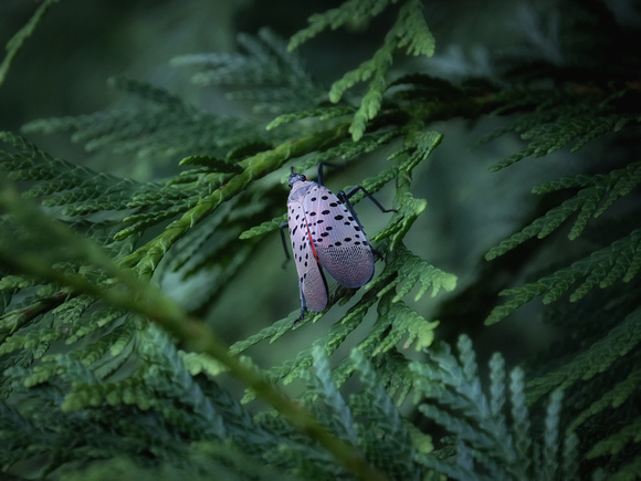 The Spotted Lanternfly Crawls
