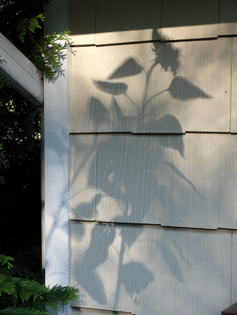 Shadow of the Towering Sunflower II
