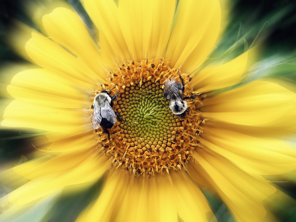 Clockwise Pollinators