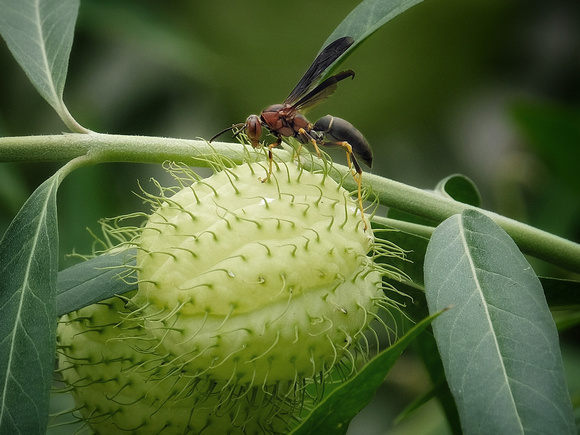 Metric Paper Wasp on a Hairy Ball Milkweed