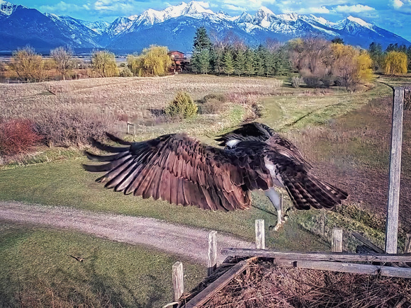 Osprey Liftoff, Charlo, MT (4/11/25)
