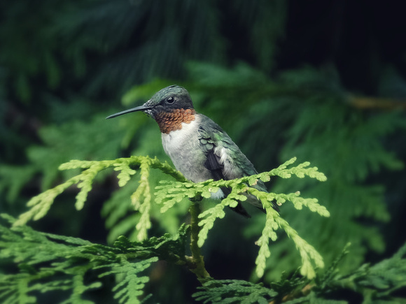 Portrait of a Male Hummingbird