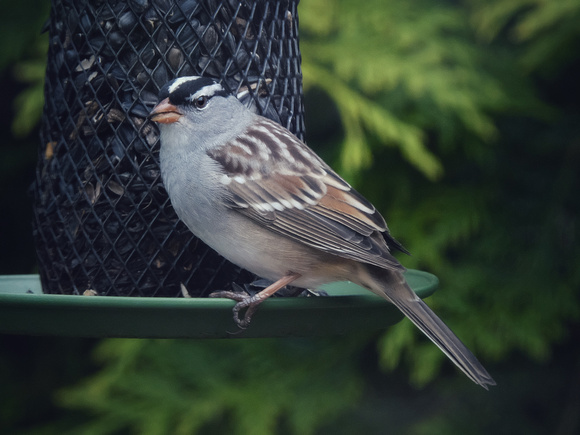 White-crowned Sparrow I