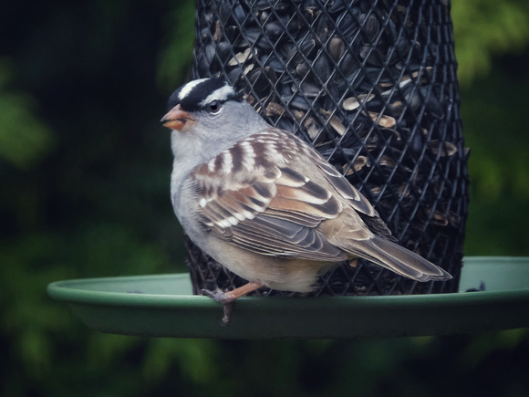 White-crowned Sparrow II