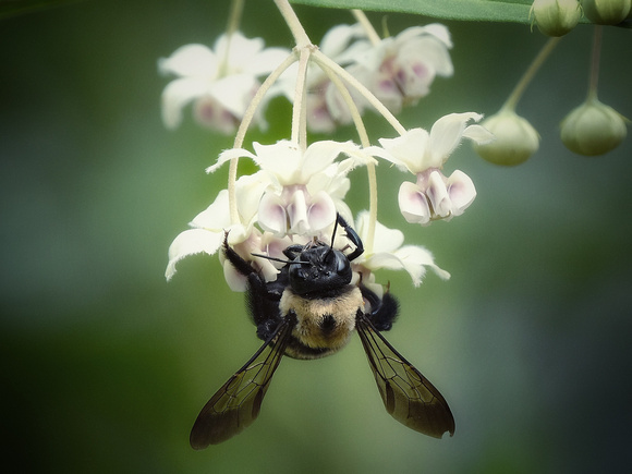 Bee Closeup