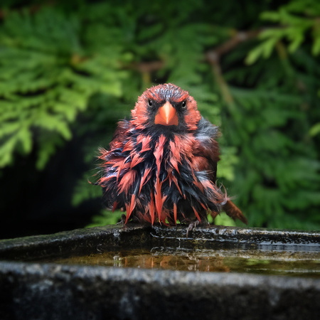 Grumpy, Wet Cardinal