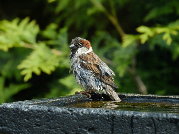 Wet Sparrow