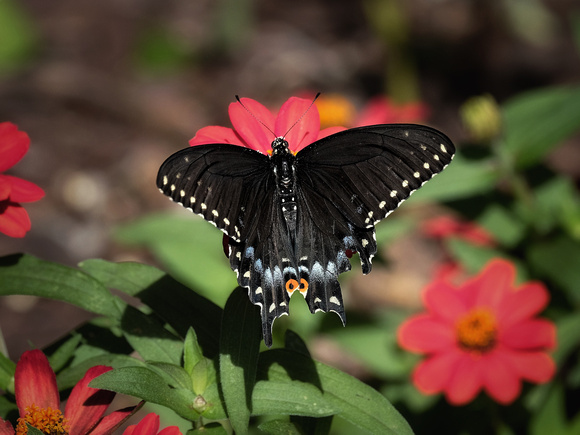 Black Swallowtail Fluttering