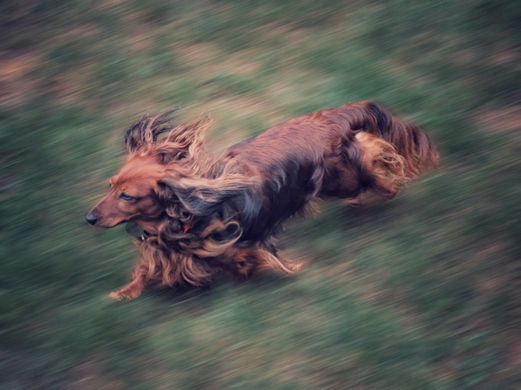 Doxie on the Run