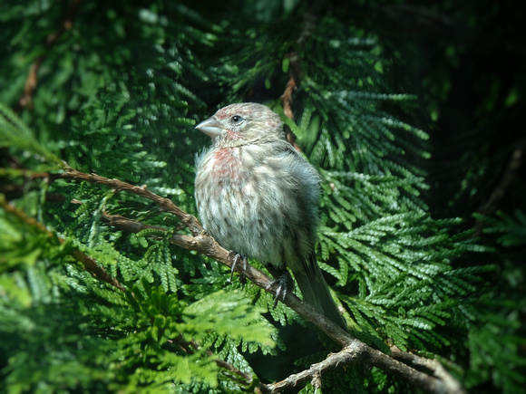 Puffed-Up Finch