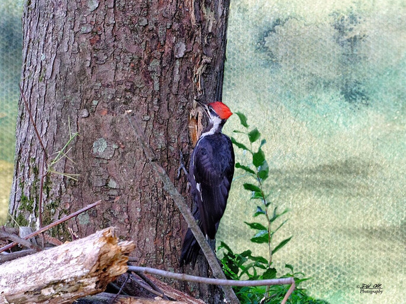 Pileated Woodpecker Redux