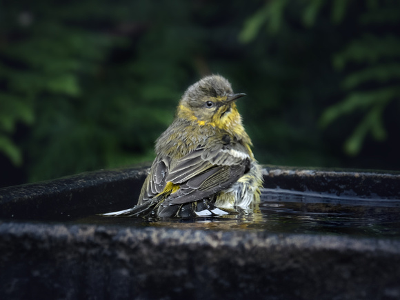 Warbler Bathtime