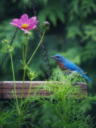 Bluebird in the Garden