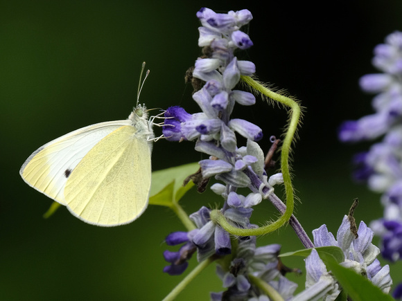 September Flight of a Cabbage White