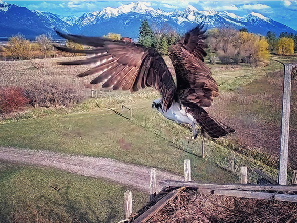 Osprey Flight, Charlo, MT (4/11/25)