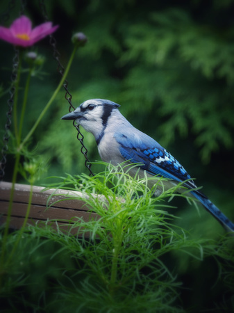 Bluejay in the Garden