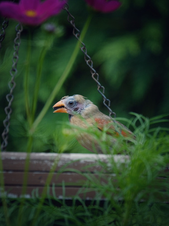 Fledgling Cardinal in the Garden I