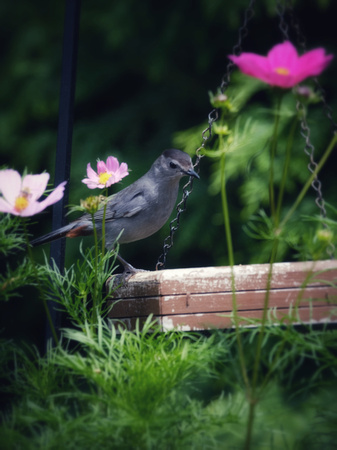 Catbird in the Garden