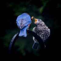 BB Feeding Time II