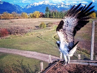 Osprey Takeoff, Charlo, MT (4/11/25)