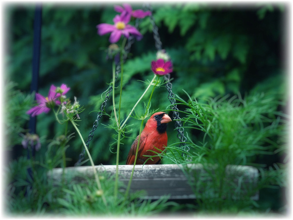 The Crowned Cardinal