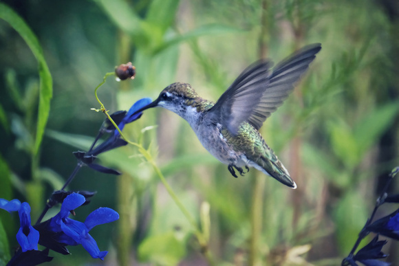 Hummingbird on Blue II